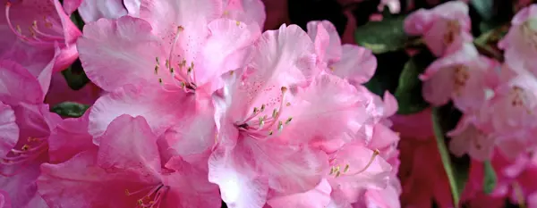 Fiori di Rododendro